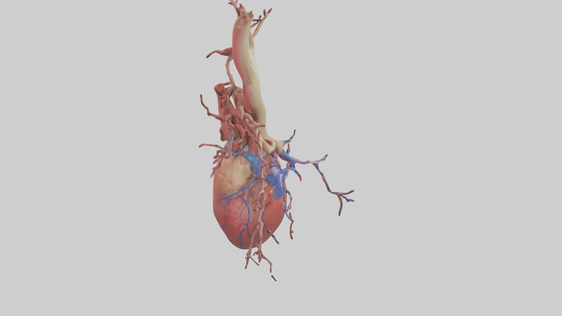 Human Superior Vena Cava Model Low-poly 3D model_18