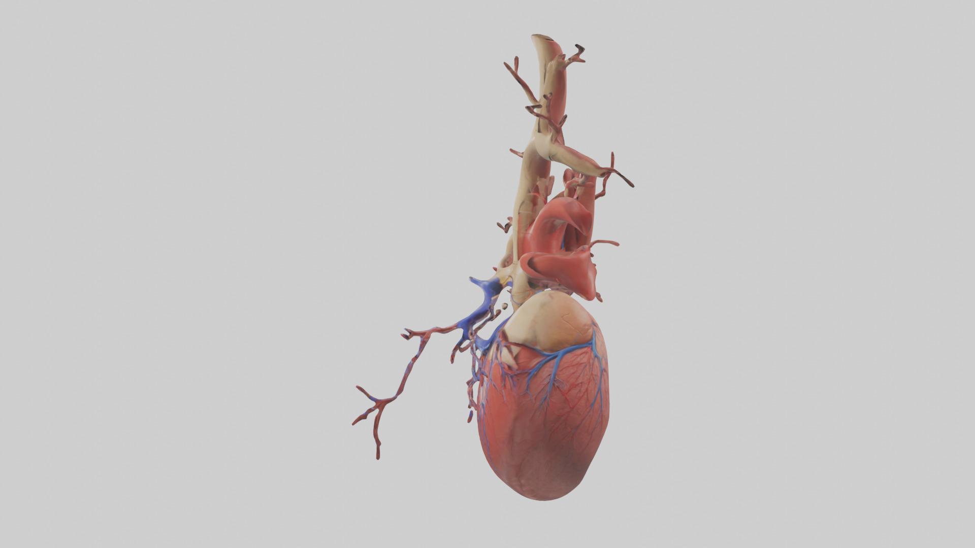 Human Superior Vena Cava Model Low-poly 3D model_12