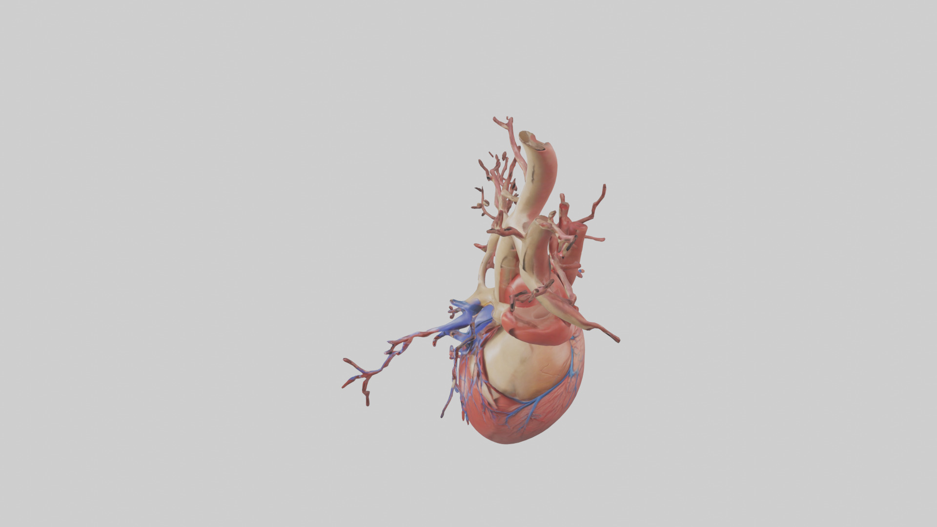 Human Superior Vena Cava Model Low-poly 3D model_17