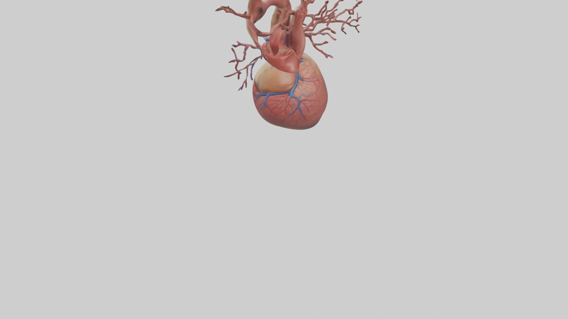 Human Superior Vena Cava Model Low-poly 3D model_3