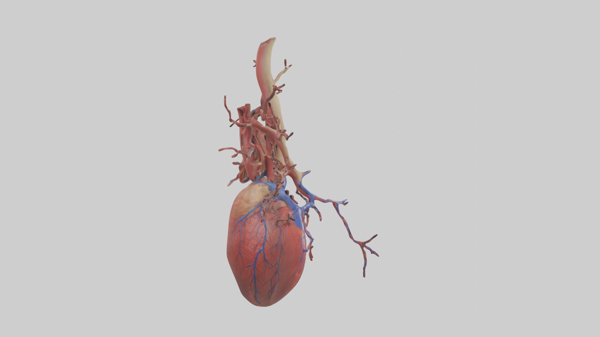 Human Superior Vena Cava Model Low-poly 3D model_13