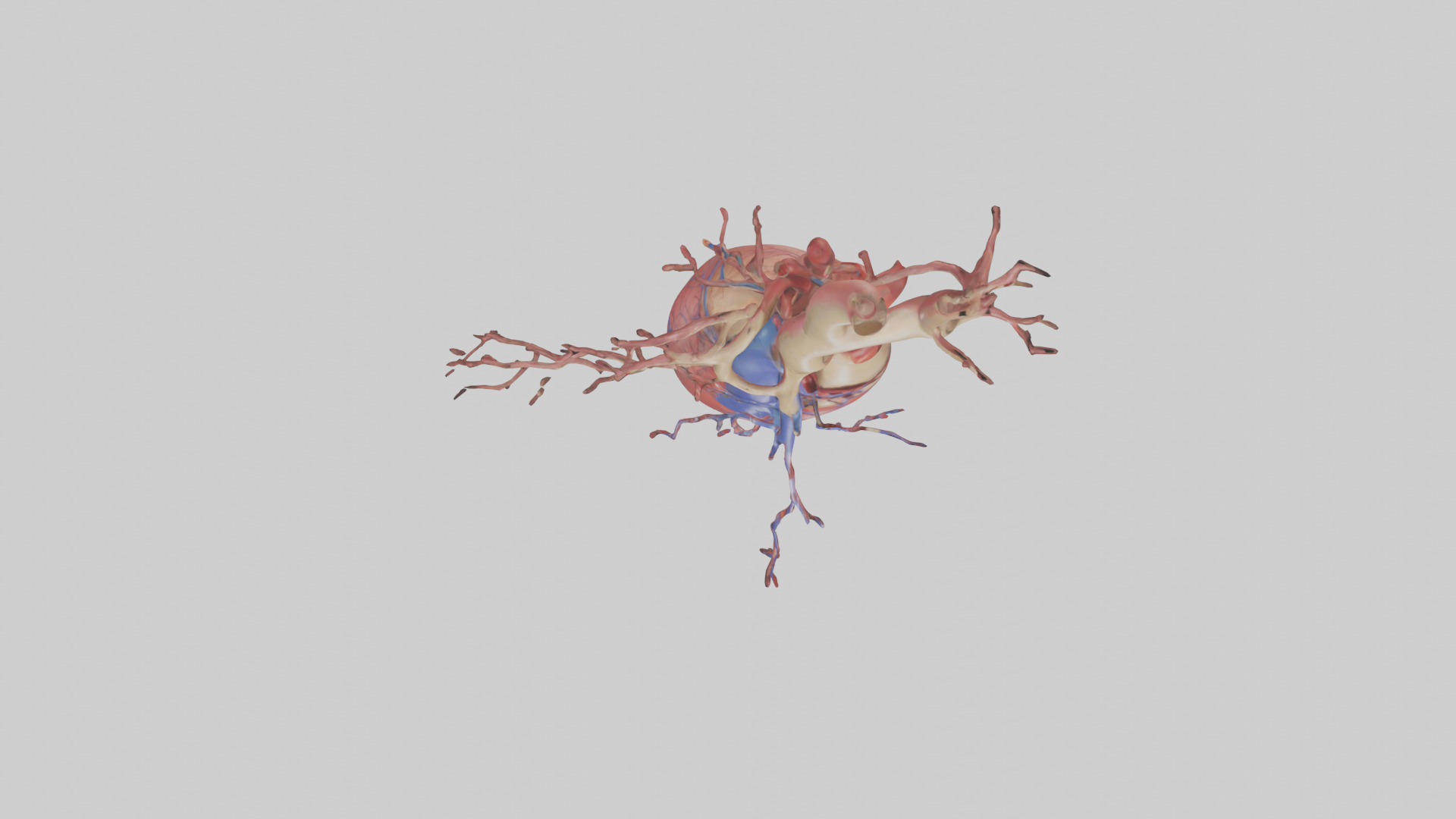 Human Superior Vena Cava Model Low-poly 3D model_14