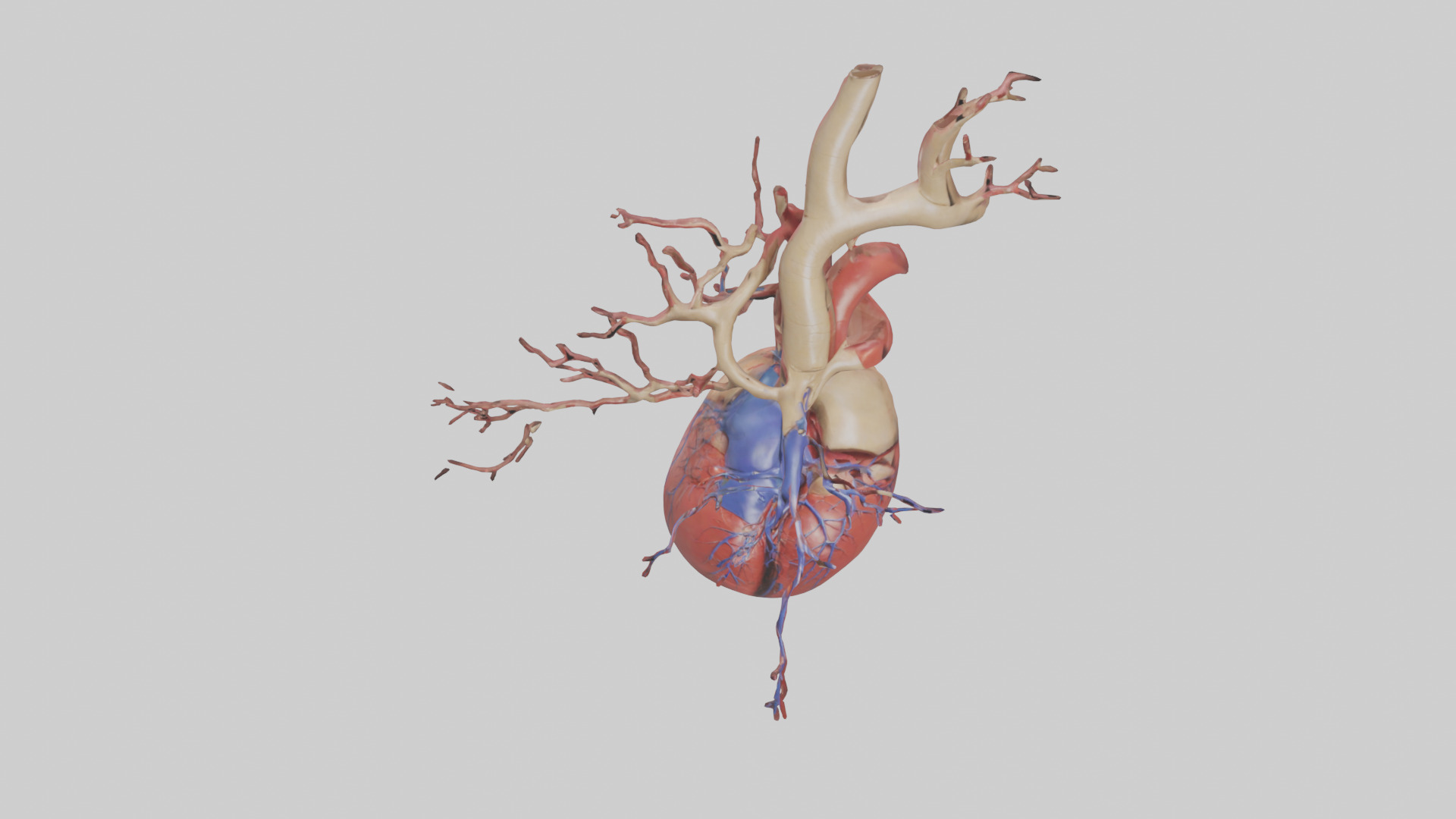 Human Superior Vena Cava Model Low-poly 3D model_16