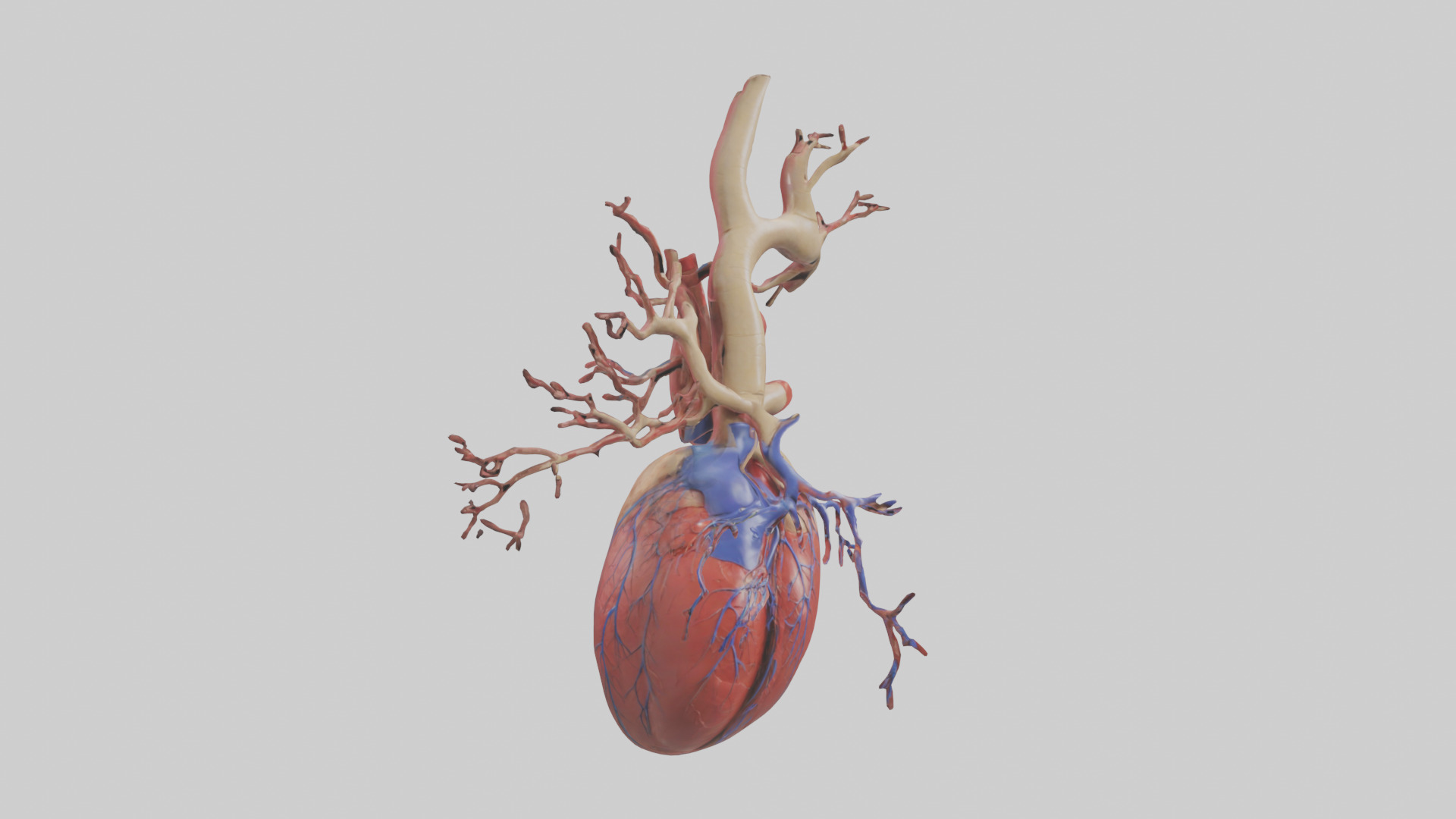 Human Superior Vena Cava Model Low-poly 3D model_7