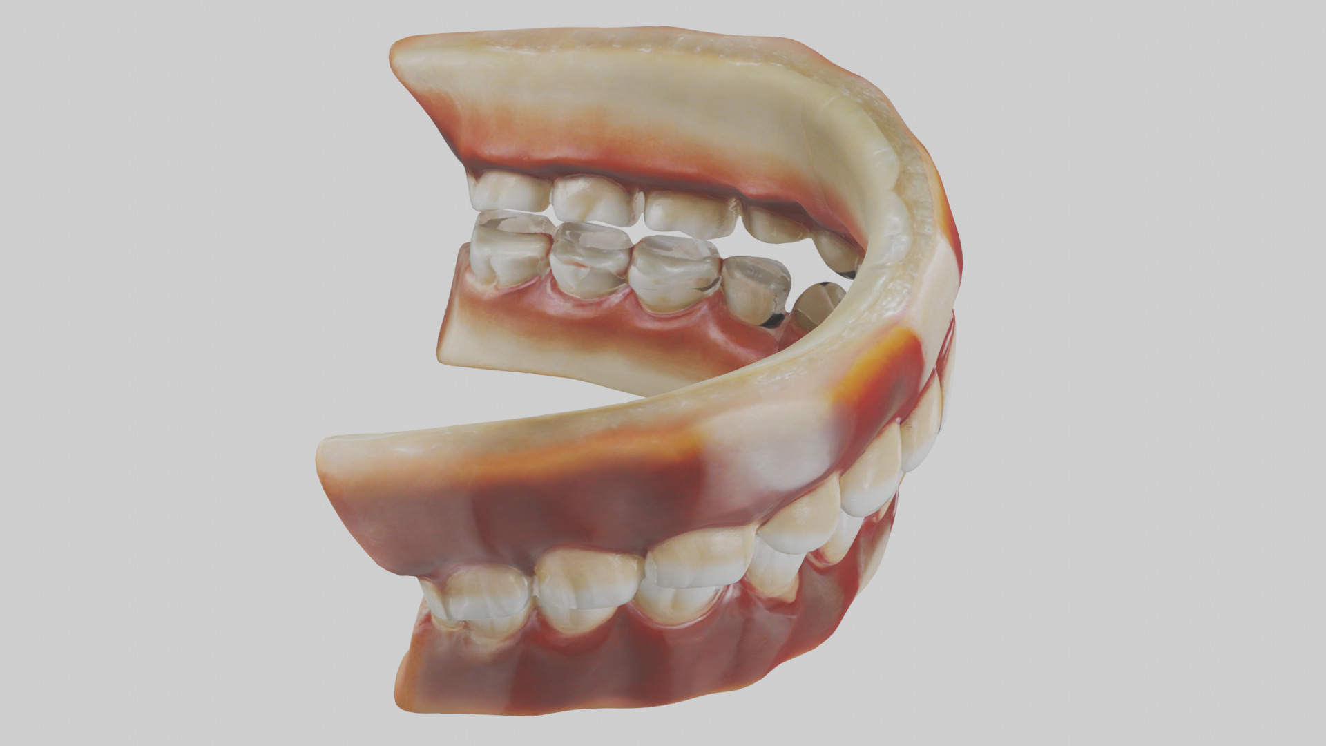 Human Teeth Enamel Model Low-poly 3D model_18
