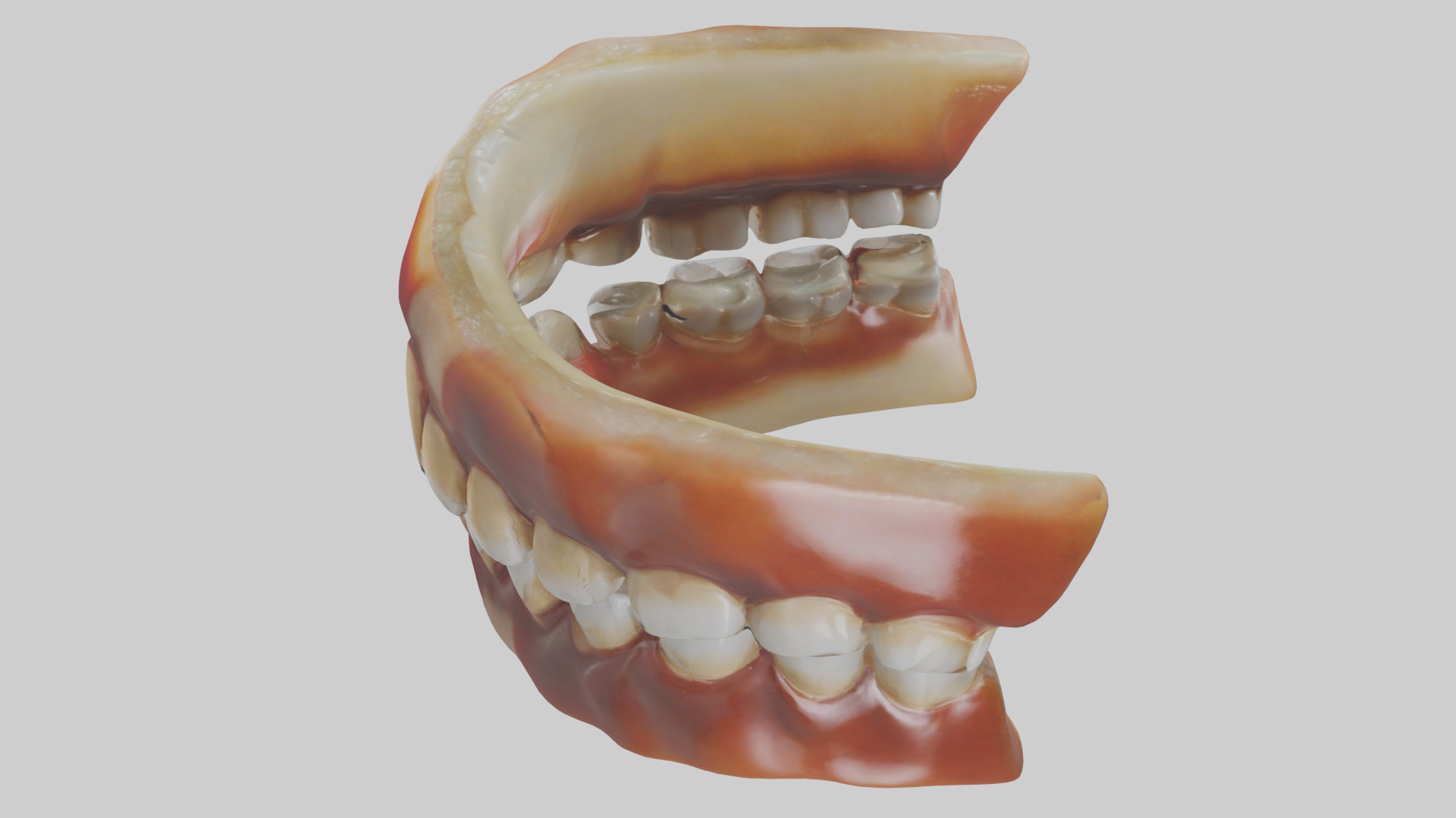 Human Teeth Enamel Model Low-poly 3D model_17
