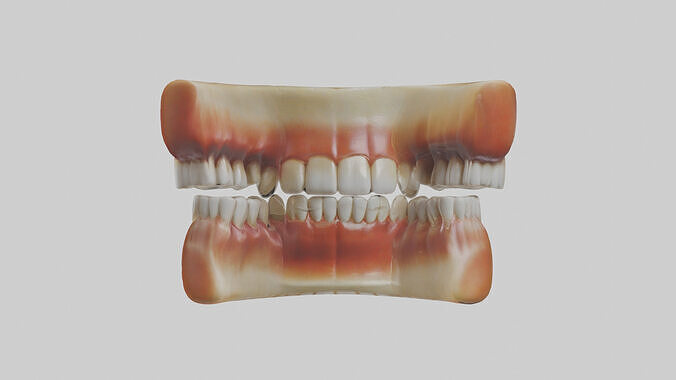 Human Teeth Enamel Model Low-poly 3D model