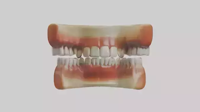 Human Teeth Enamel Model