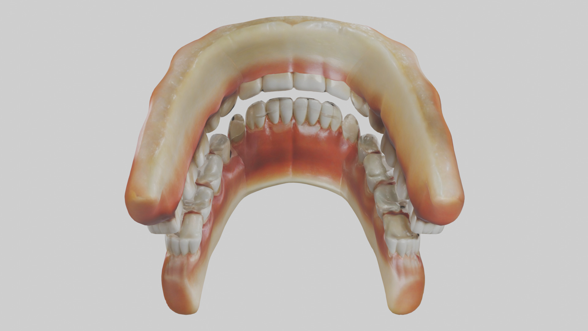 Human Teeth Enamel Model Low-poly 3D model_15