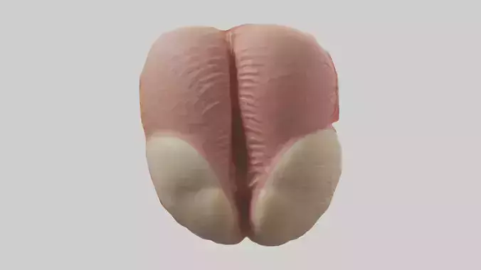Human Testes Model