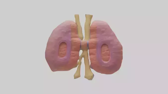 Human Thymus Gland Model Low-poly 3D model