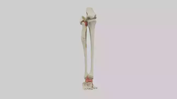 Human Tibia and Fibula Model
