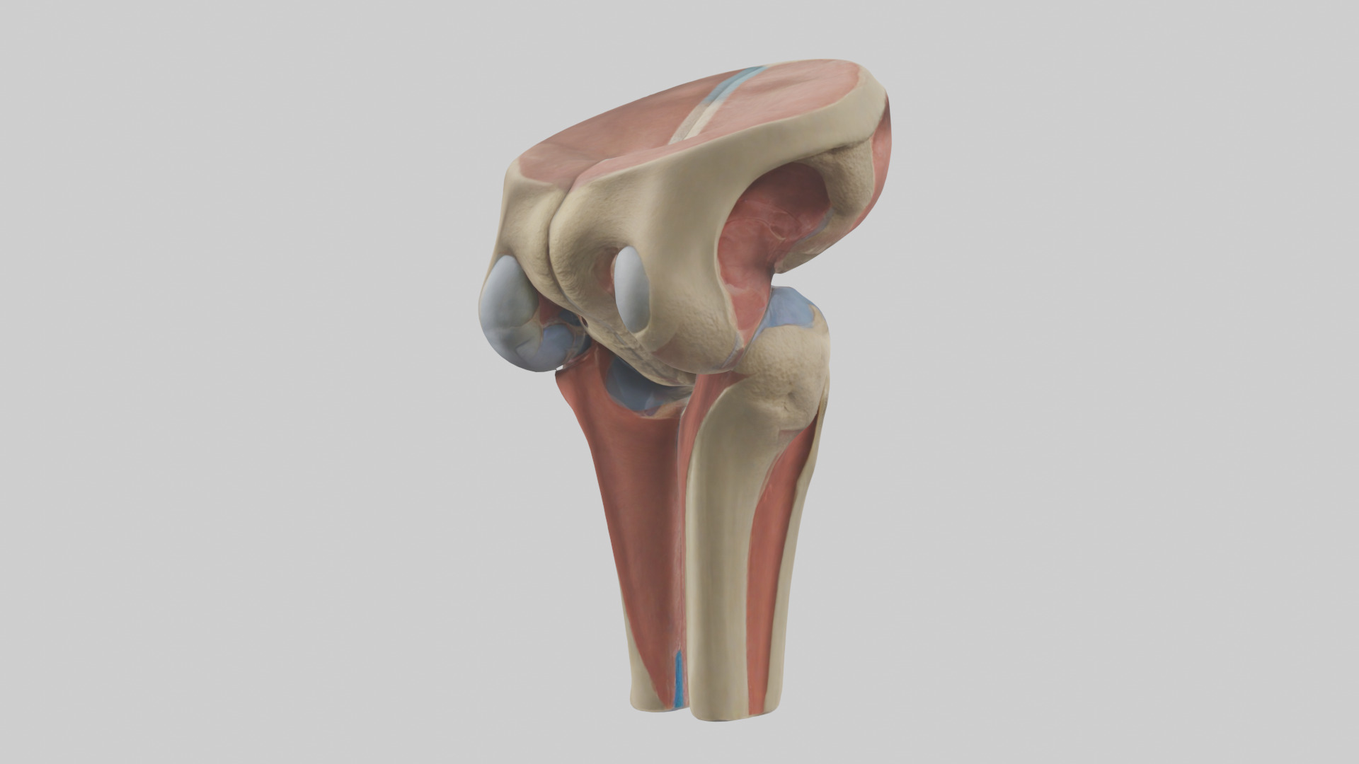 Human Tibial Plateau Model Low-poly 3D model_2