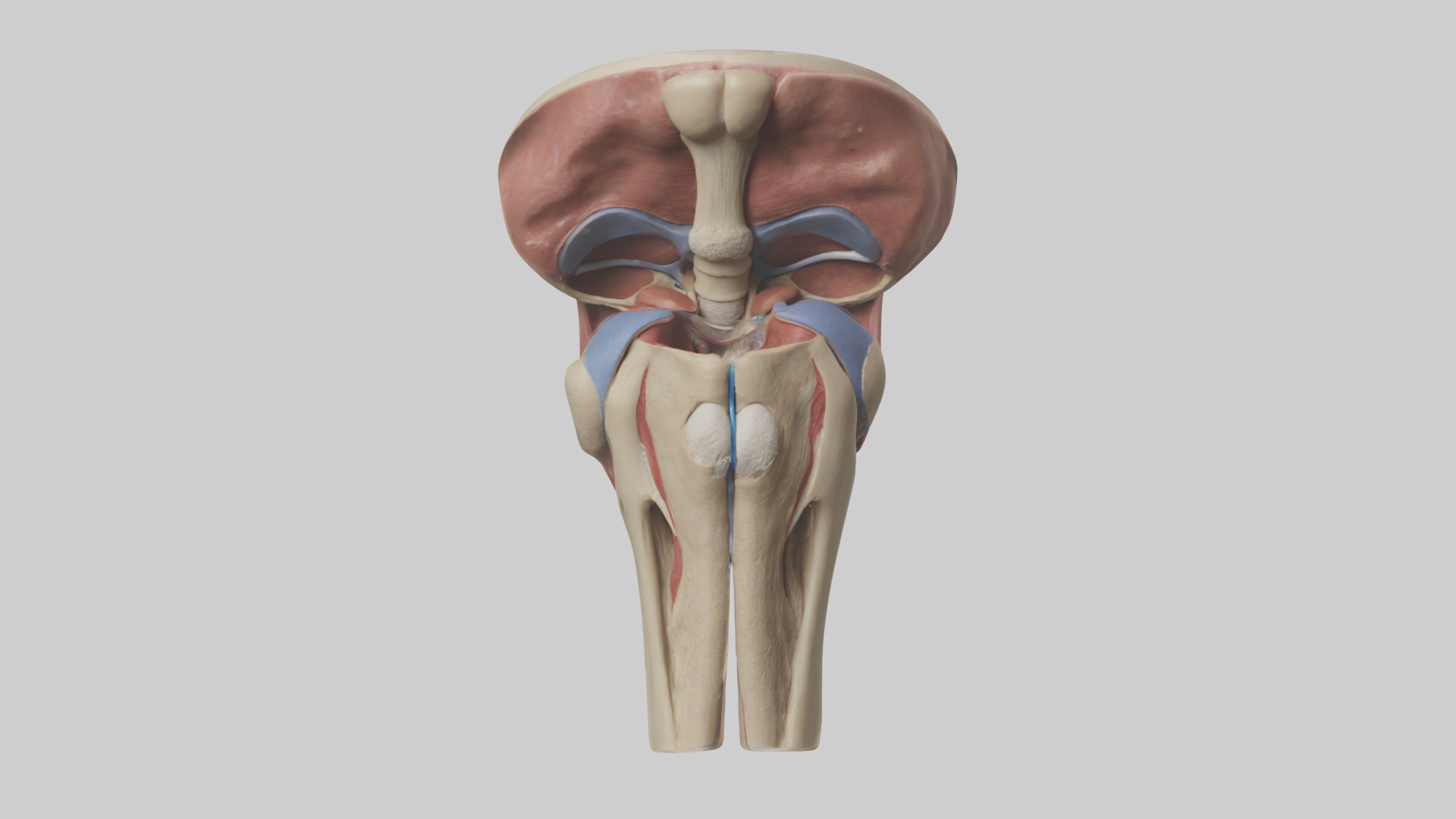 Human Tibial Plateau Model Low-poly 3D model_9