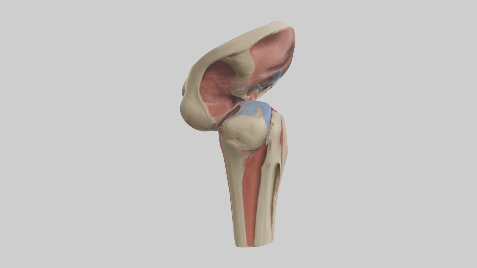 Human Tibial Plateau Model Low-poly 3D model_13