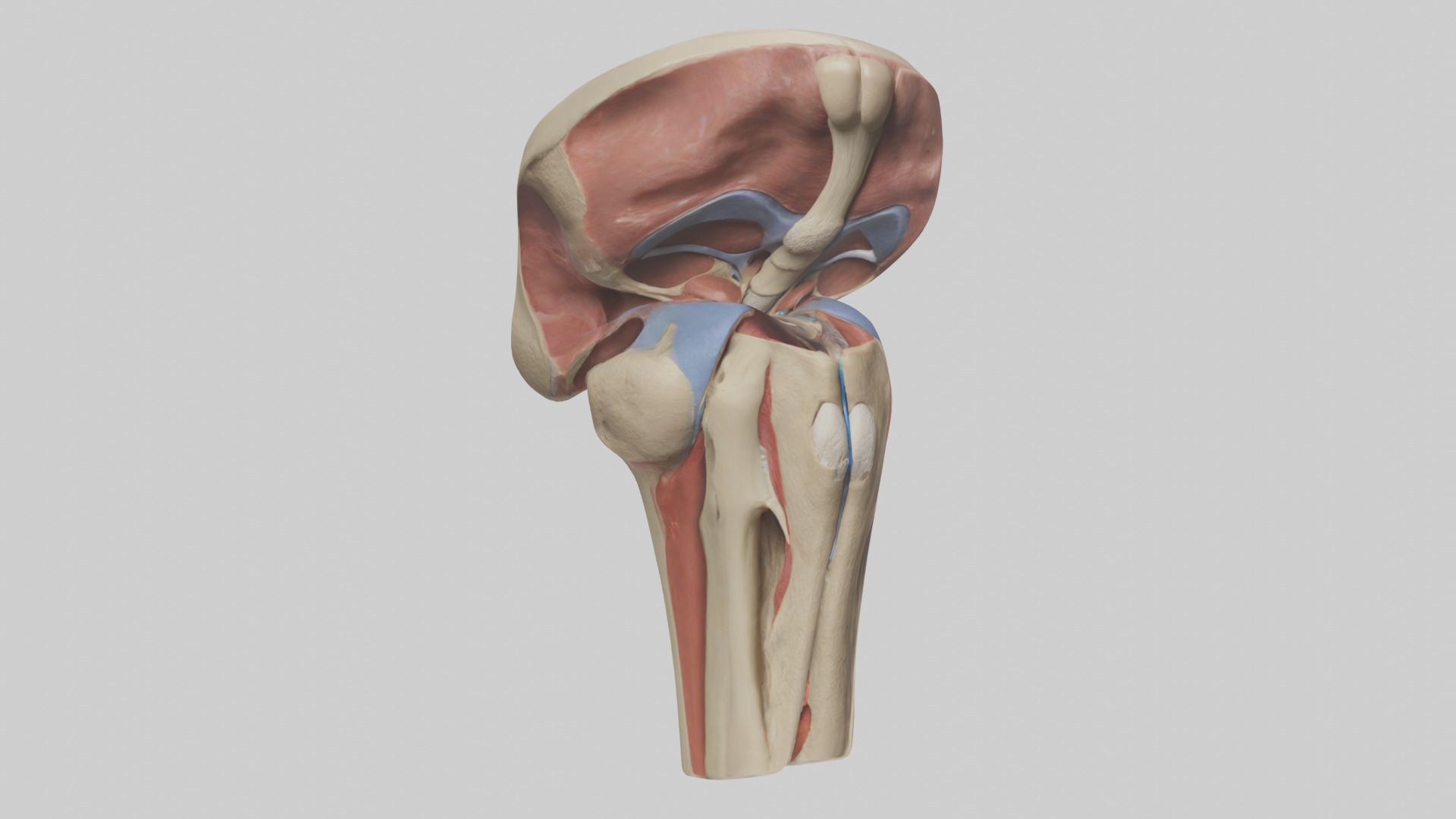 Human Tibial Plateau Model Low-poly 3D model_11