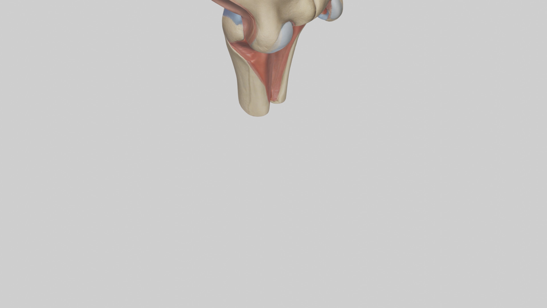 Human Tibial Plateau Model Low-poly 3D model_3