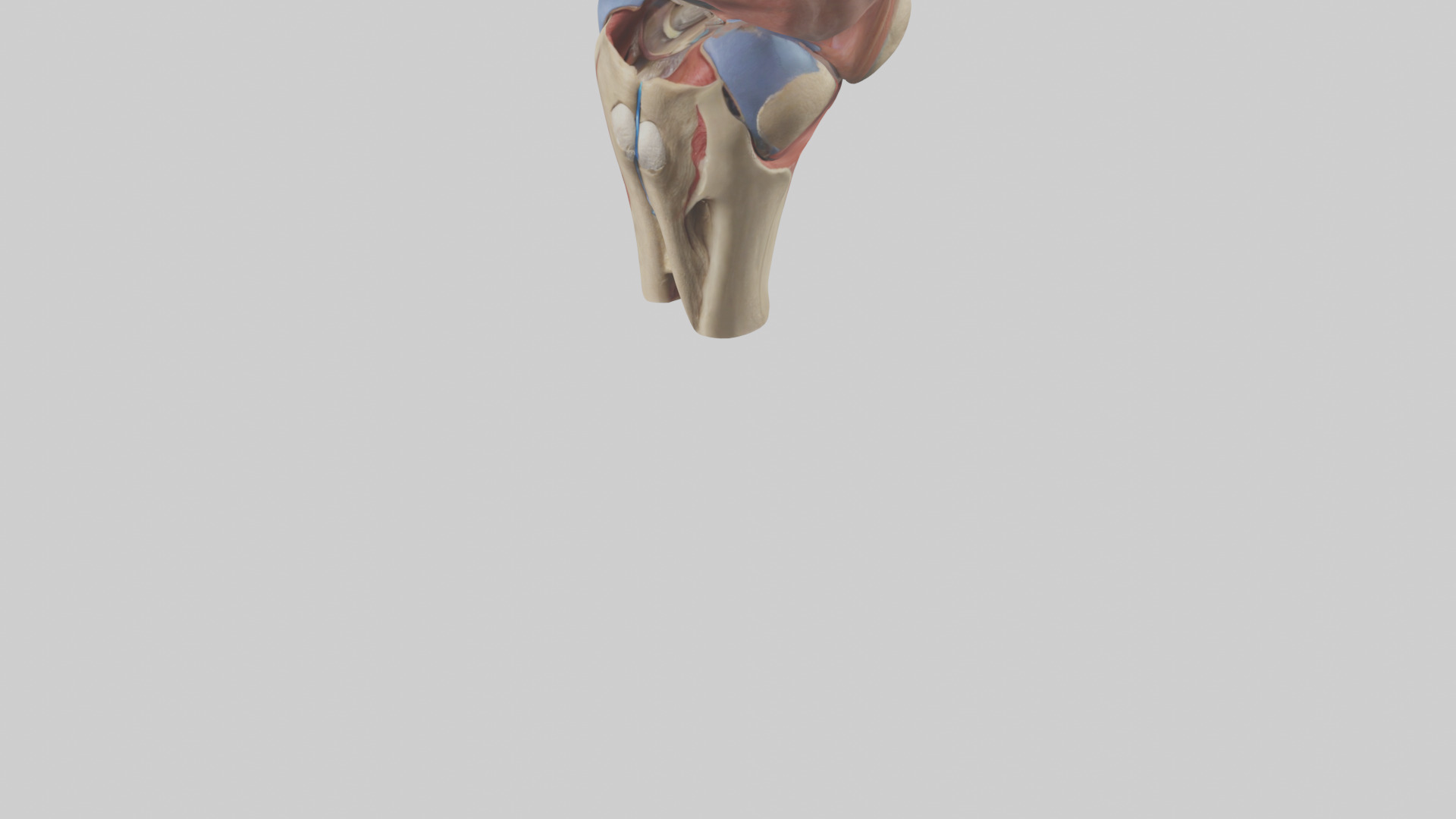 Human Tibial Plateau Model Low-poly 3D model_5