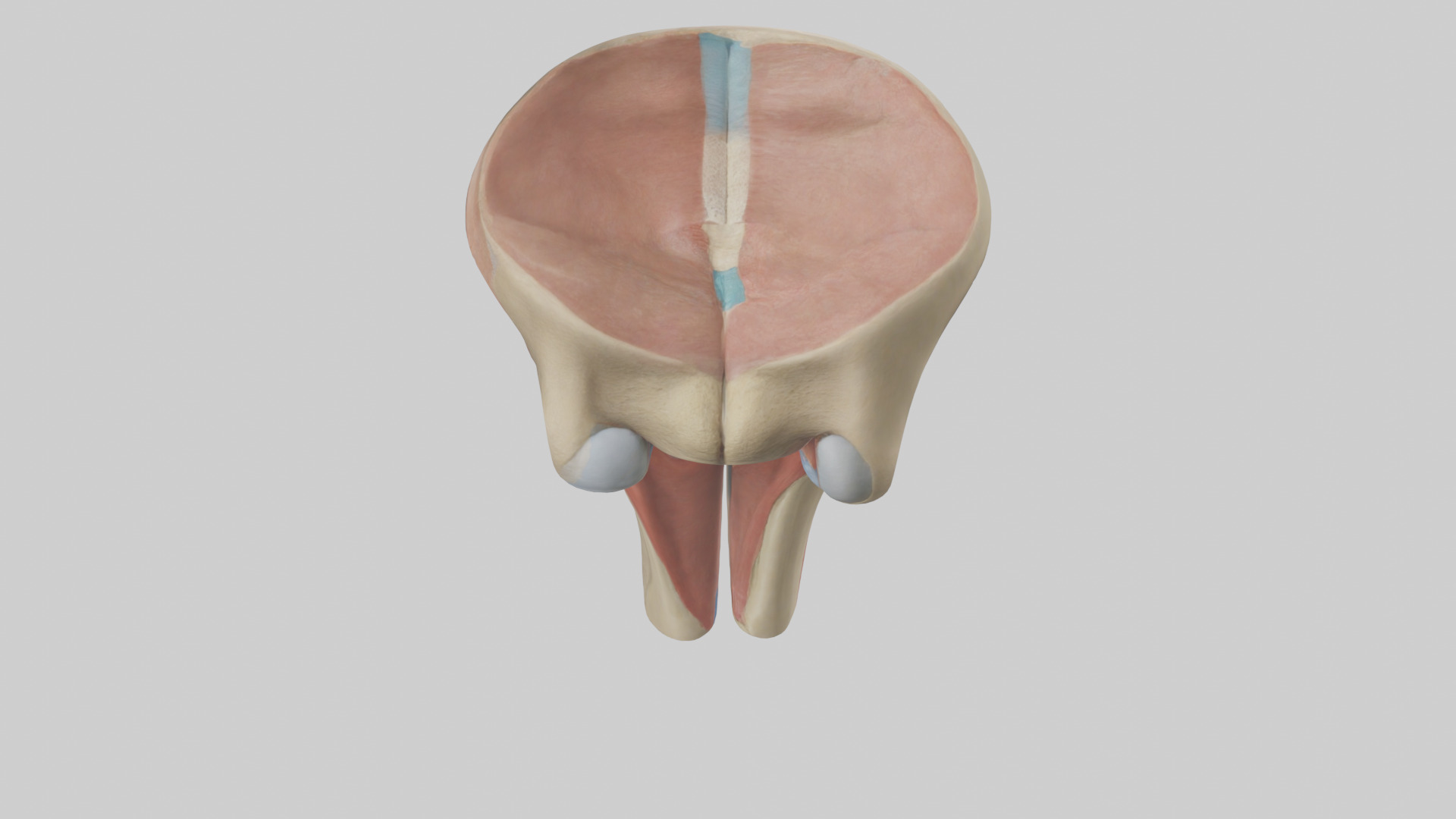 Human Tibial Plateau Model Low-poly 3D model_15