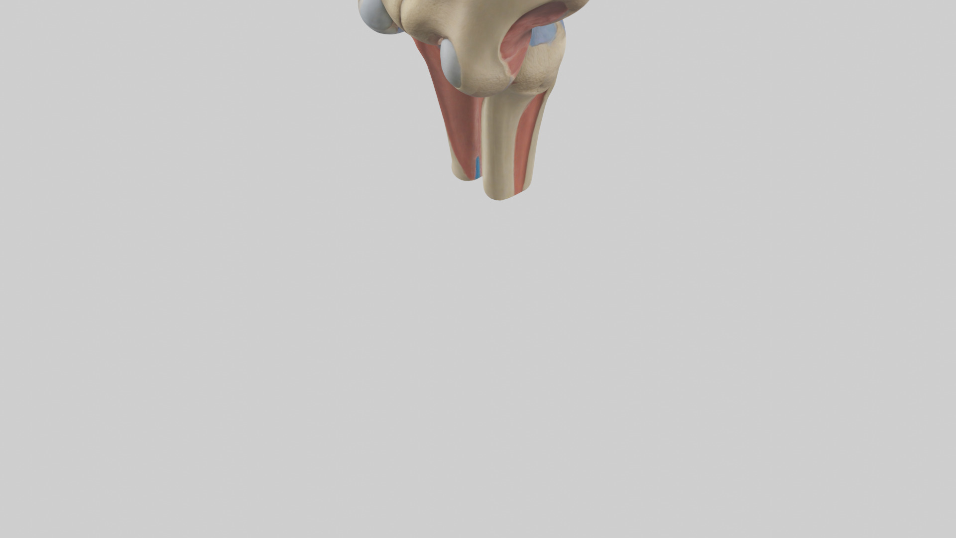 Human Tibial Plateau Model Low-poly 3D model_4