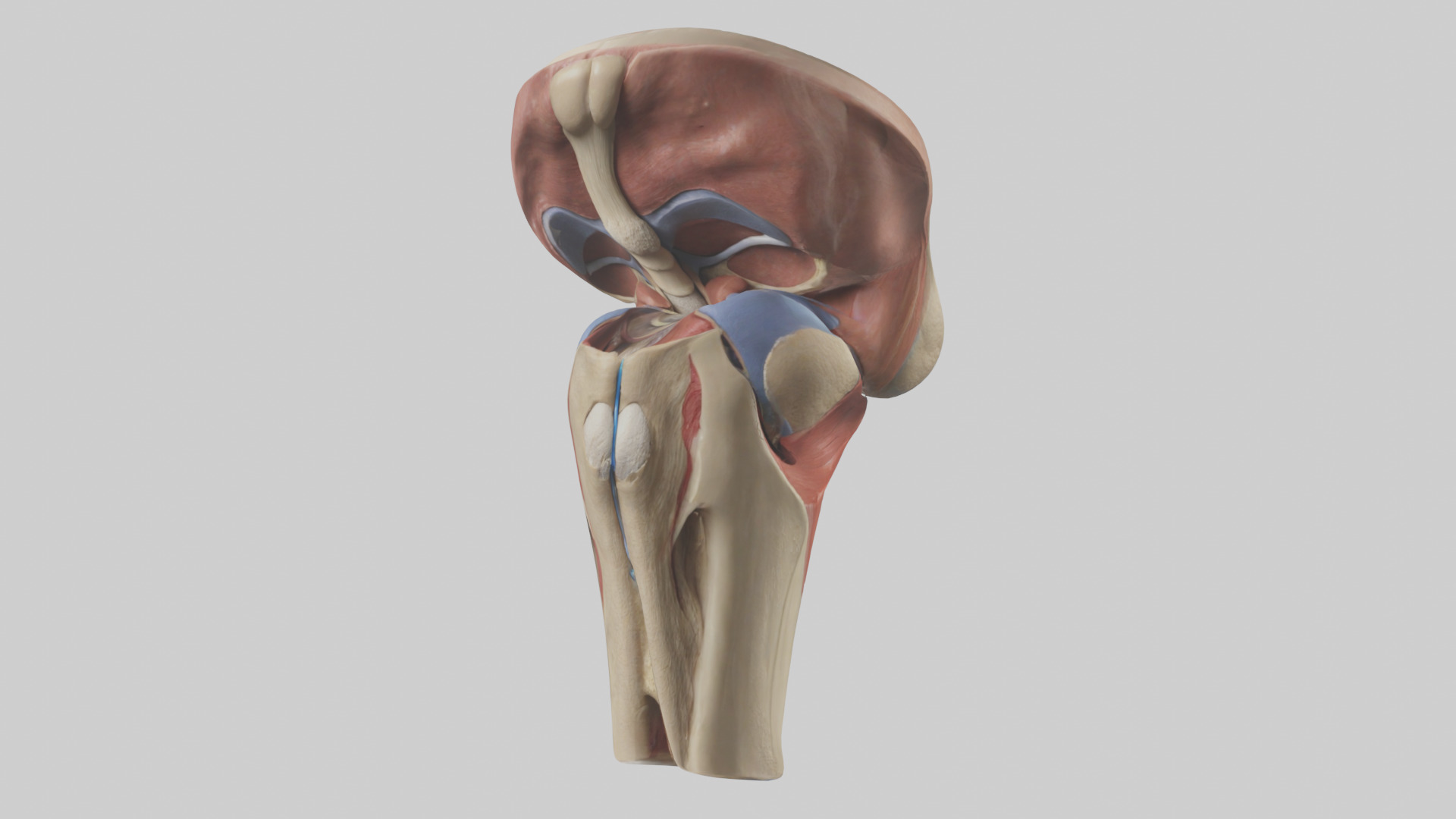 Human Tibial Plateau Model Low-poly 3D model_10