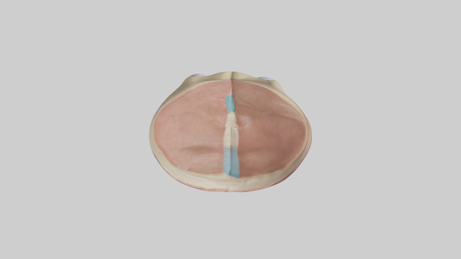Human Tibial Plateau Model Low-poly 3D model_14