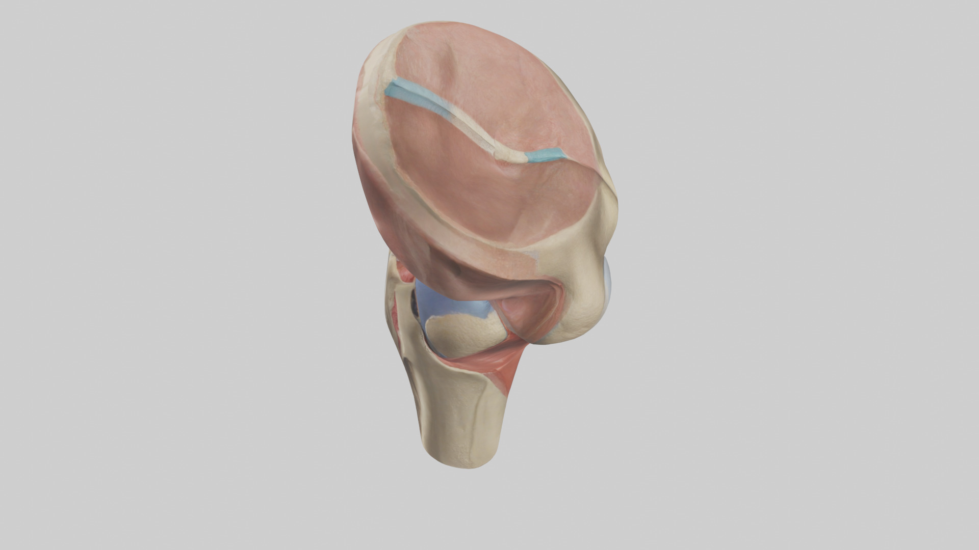 Human Tibial Plateau Model Low-poly 3D model_17