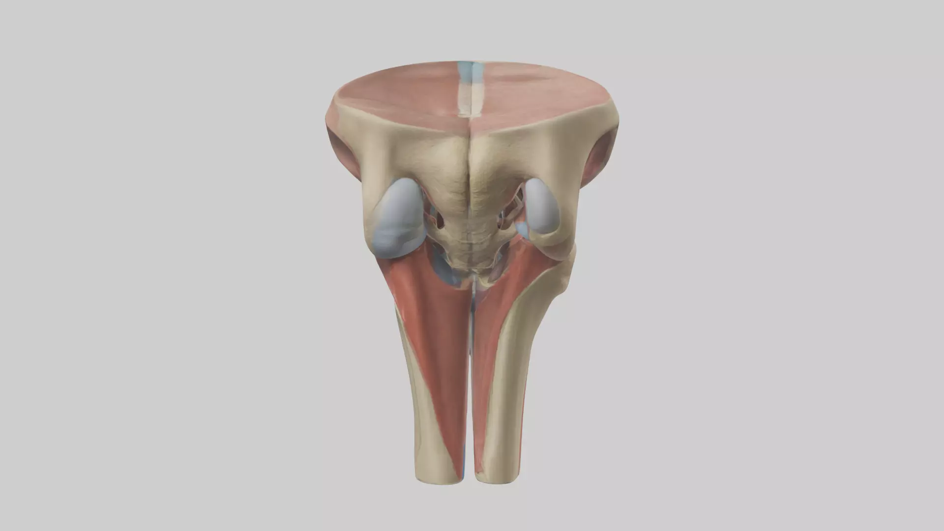 Human Tibial Plateau Model Low-poly 3D model_0