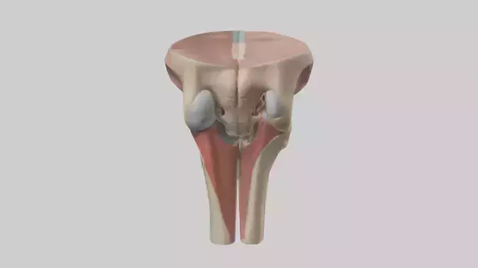 Human Tibial Plateau Model