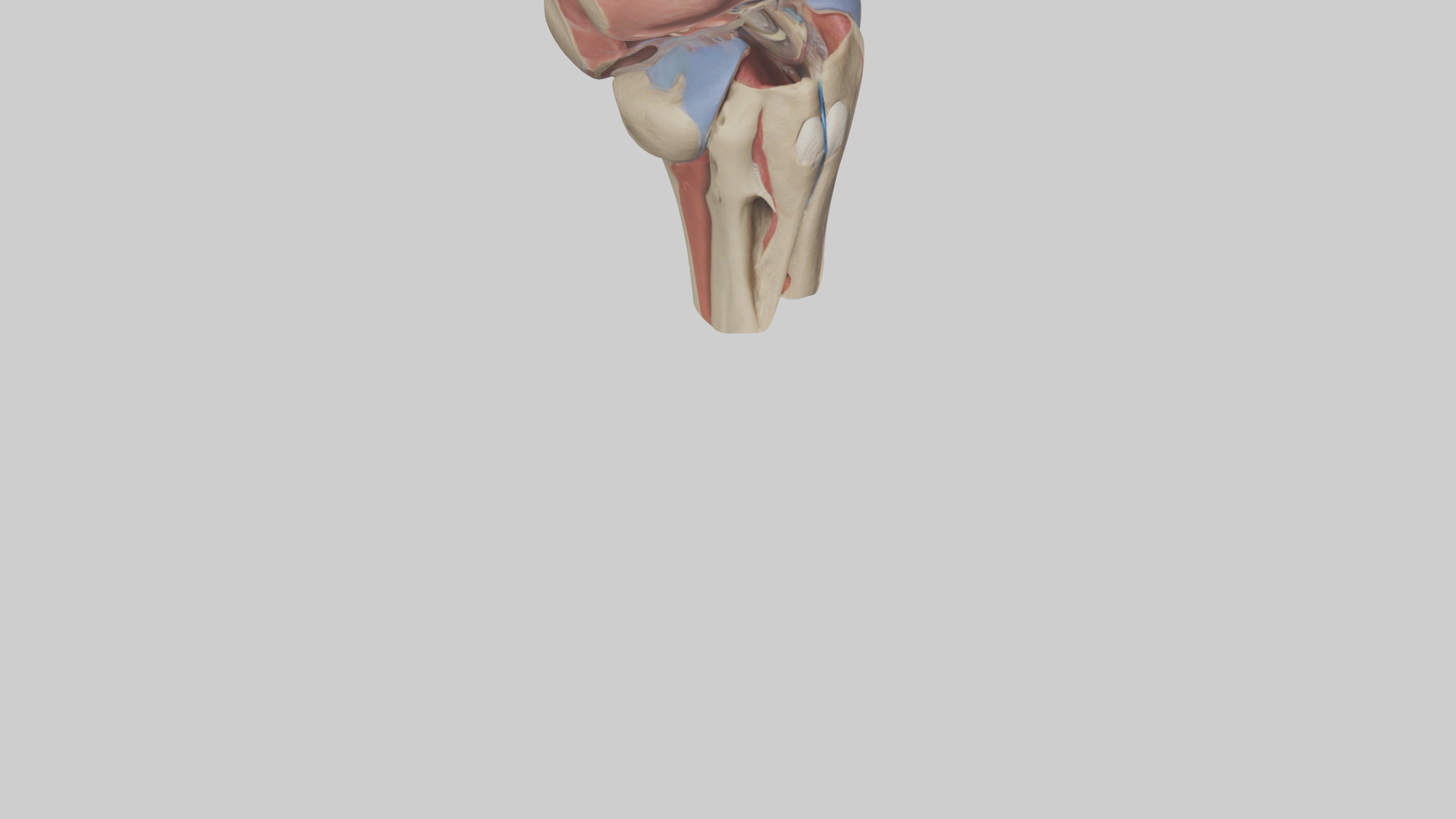 Human Tibial Plateau Model Low-poly 3D model_6