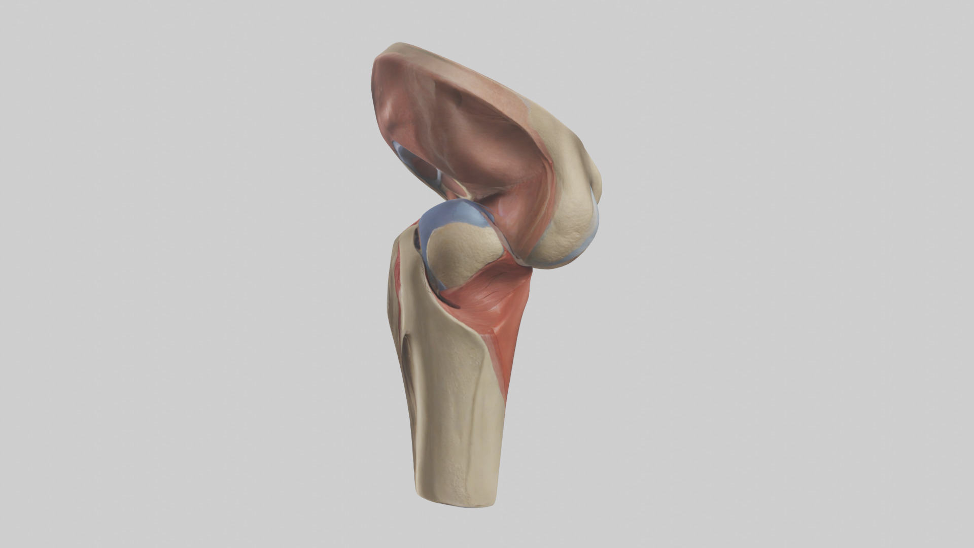 Human Tibial Plateau Model Low-poly 3D model_12