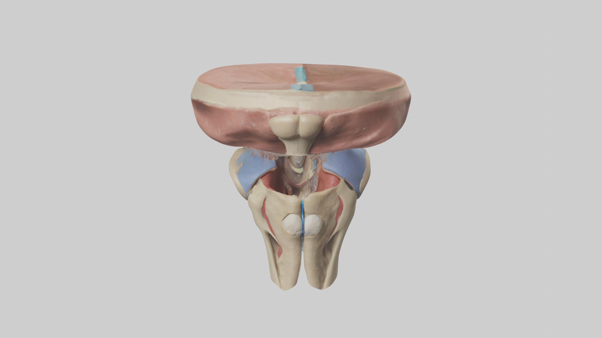 Human Tibial Plateau Model Low-poly 3D model_16