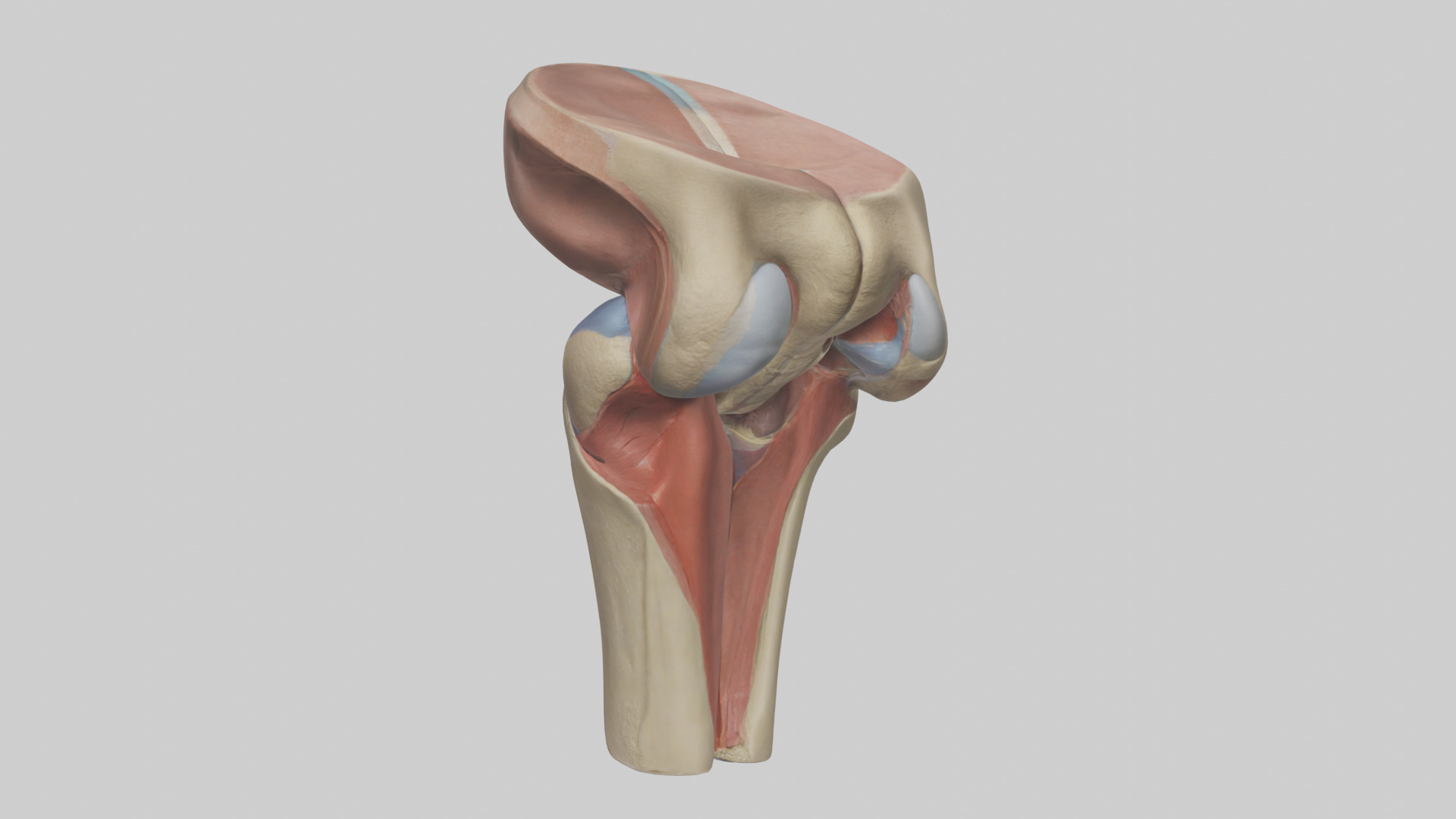 Human Tibial Plateau Model Low-poly 3D model_1