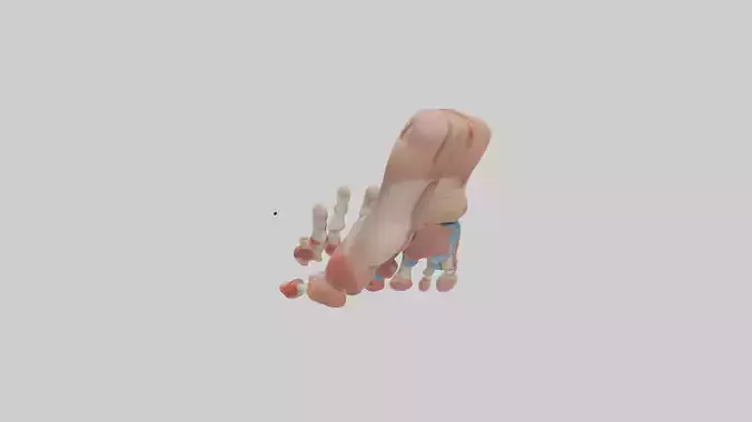 Human Toes Anatomy Model Low-poly 3D model