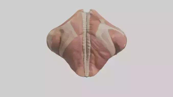 Human Trapezius Muscle Model