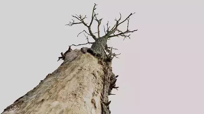 600-year-old dead oak - ENT 10