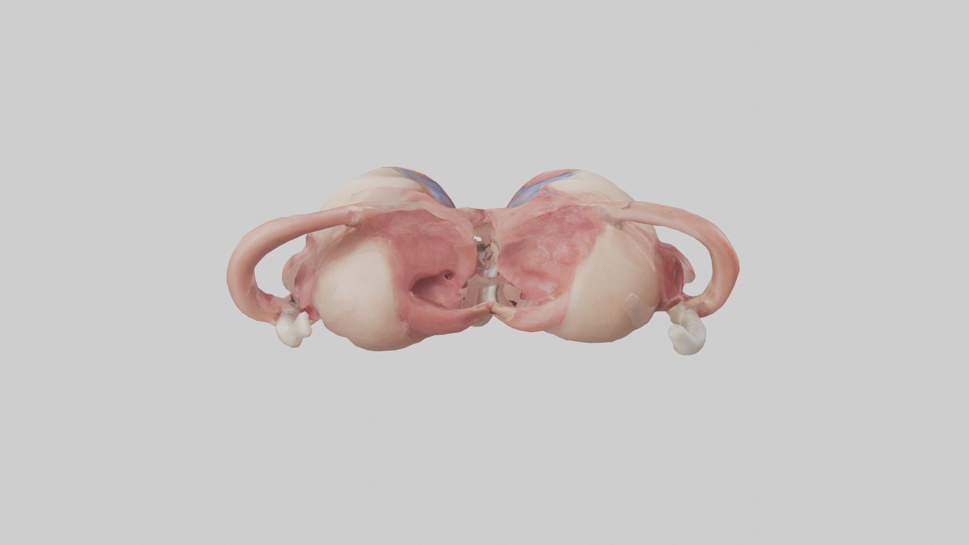 Human Uterus Model 2 Low-poly 3D model_15