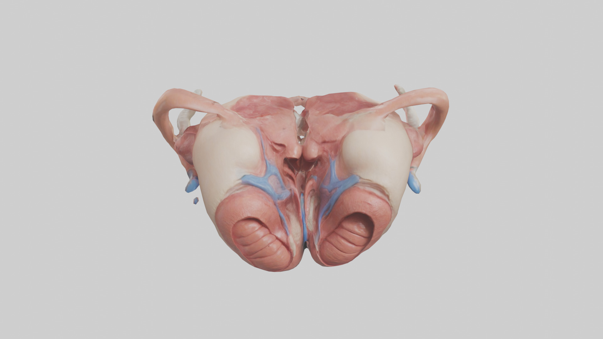 Human Uterus Model 2 Low-poly 3D model_16