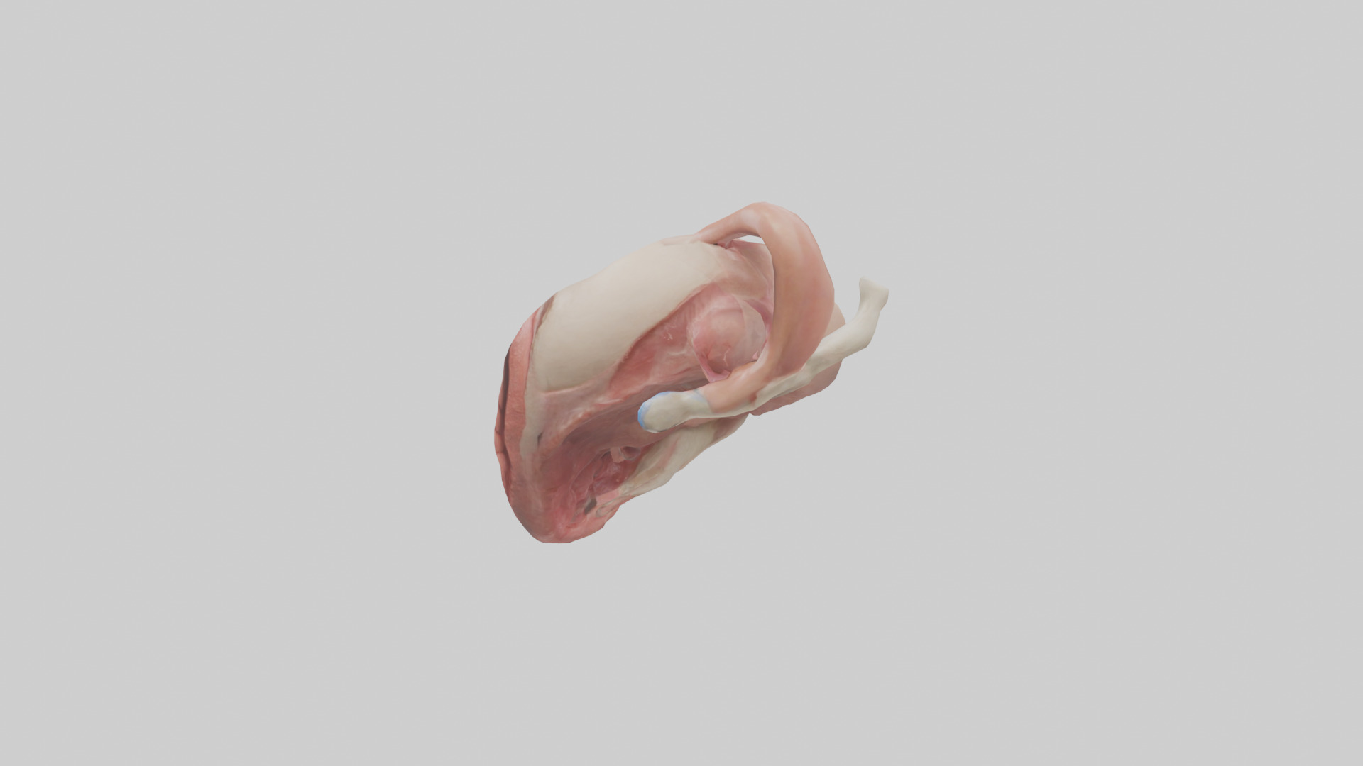 Human Uterus Model 2 Low-poly 3D model_12