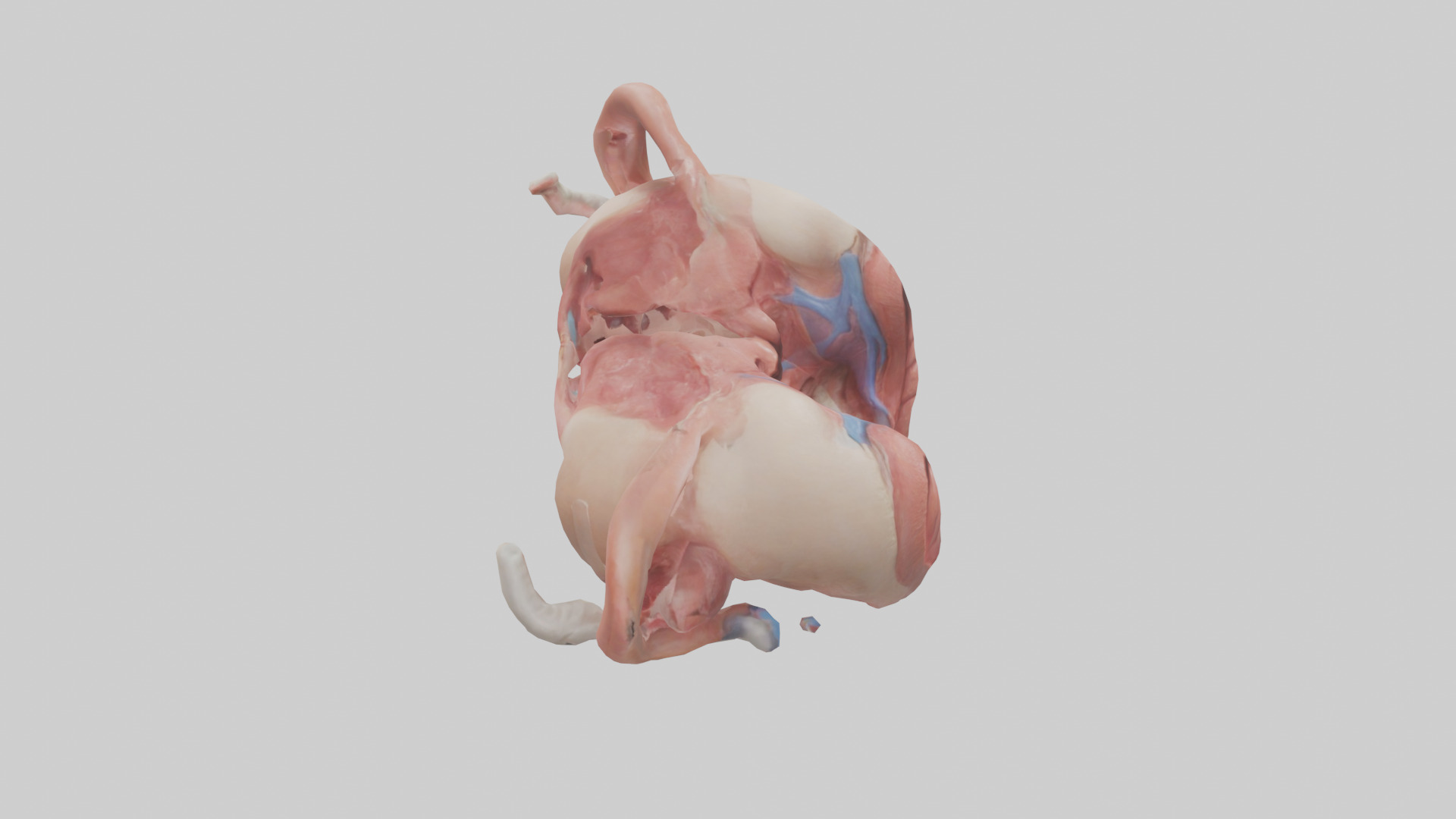 Human Uterus Model 2 Low-poly 3D model_18