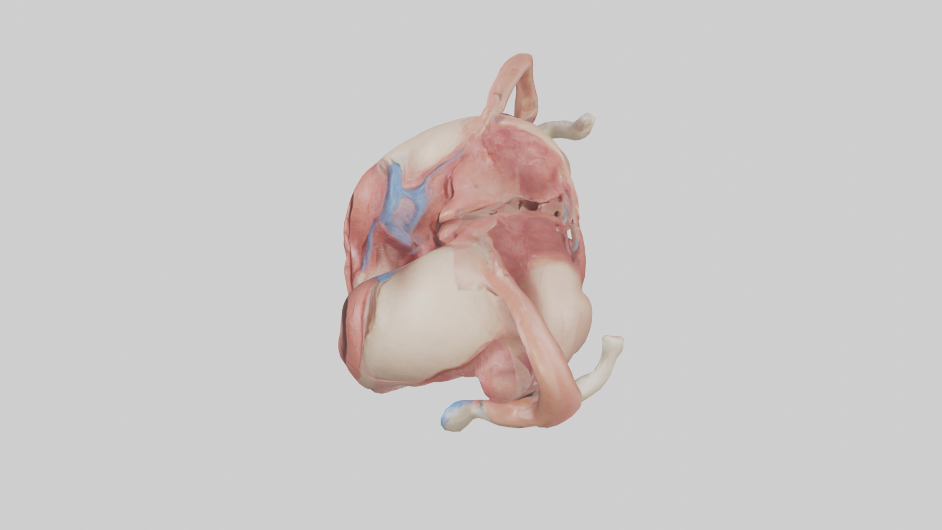 Human Uterus Model 2 Low-poly 3D model_17
