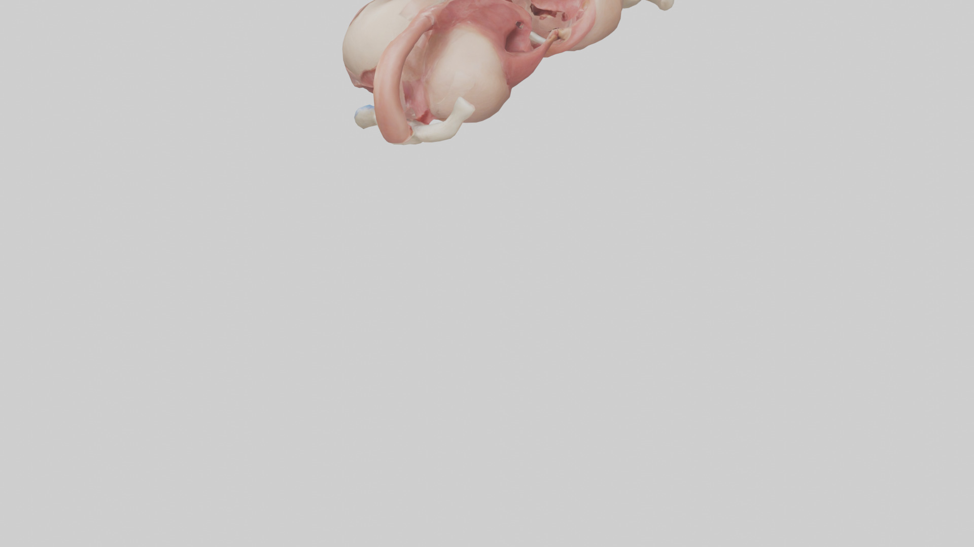 Human Uterus Model 2 Low-poly 3D model_3