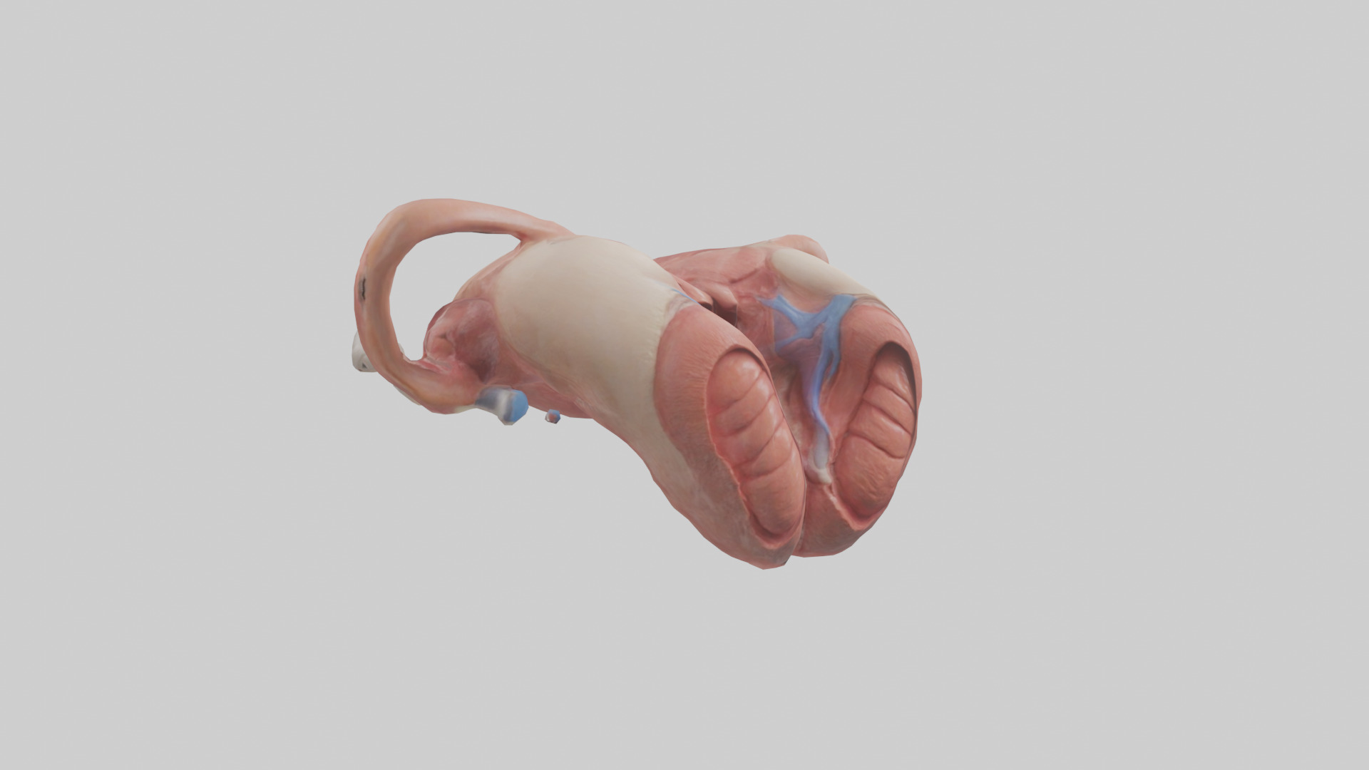 Human Uterus Model 2 Low-poly 3D model_7