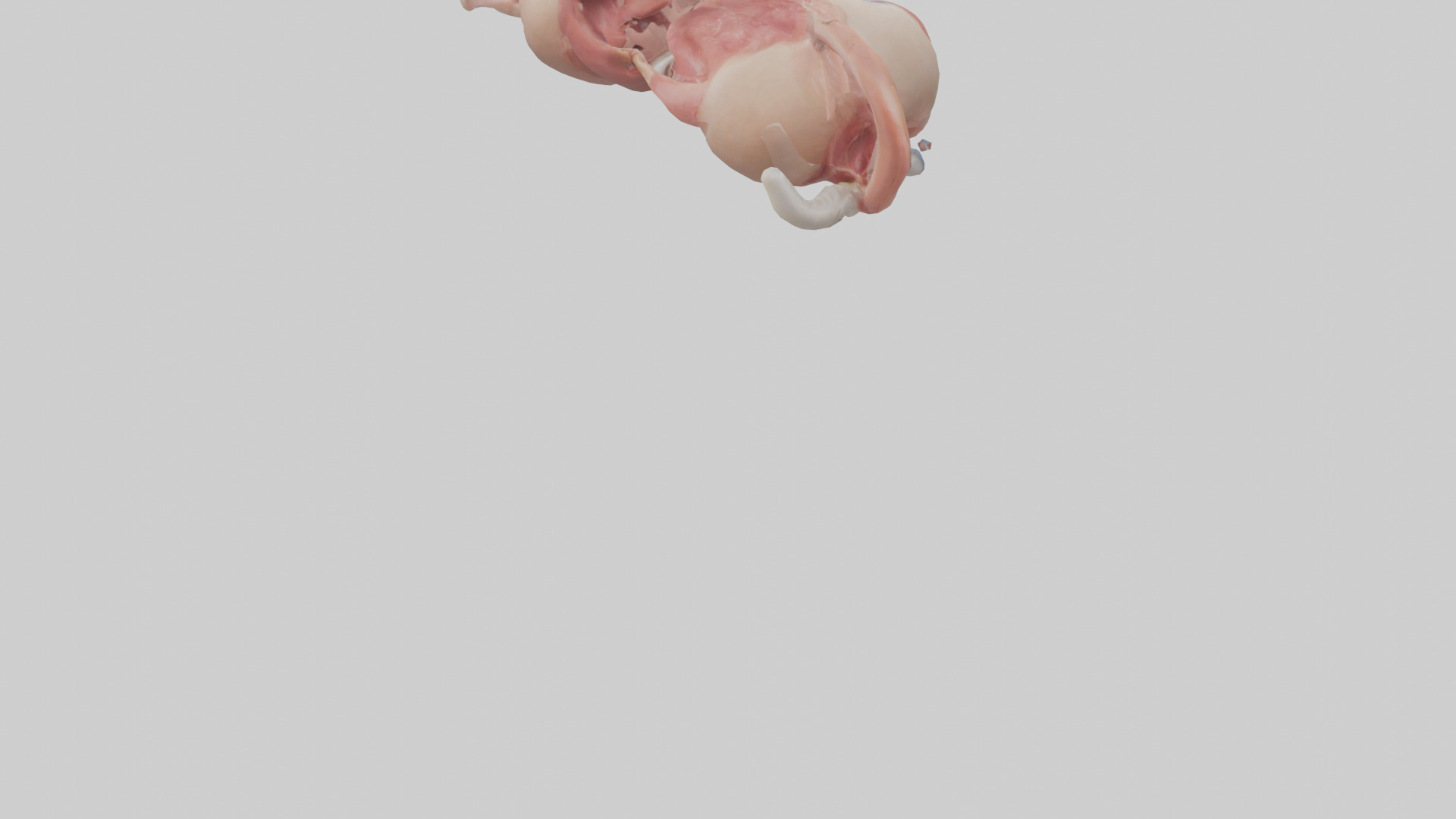 Human Uterus Model 2 Low-poly 3D model_4