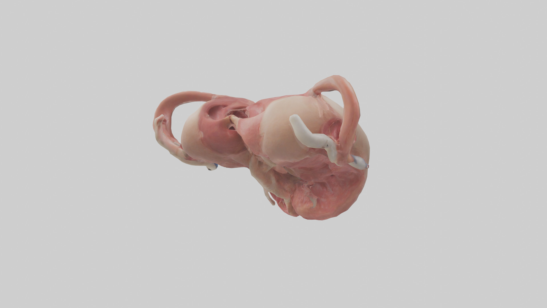 Human Uterus Model 2 Low-poly 3D model_2