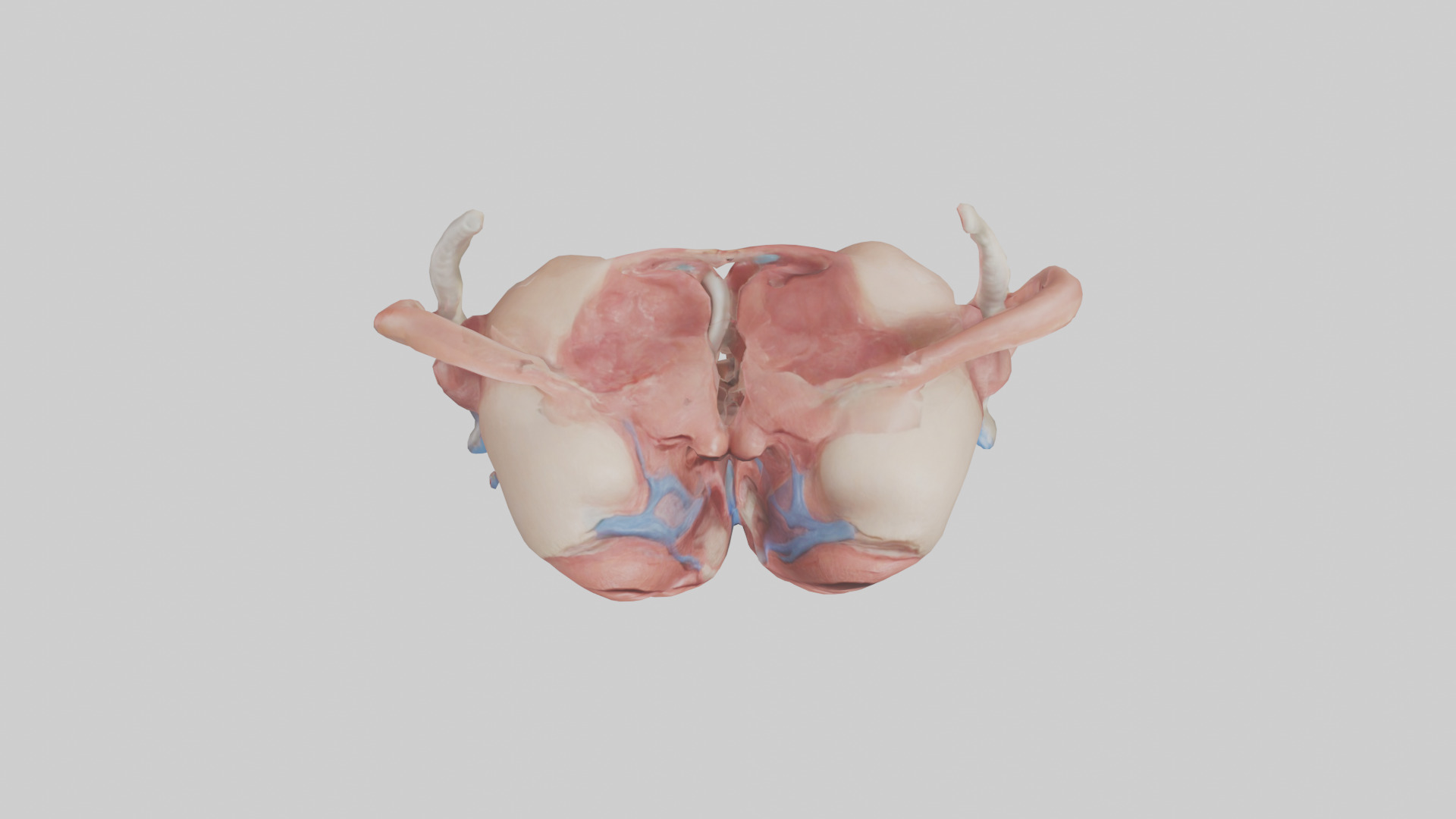 Human Uterus Model 2 Low-poly 3D model_14
