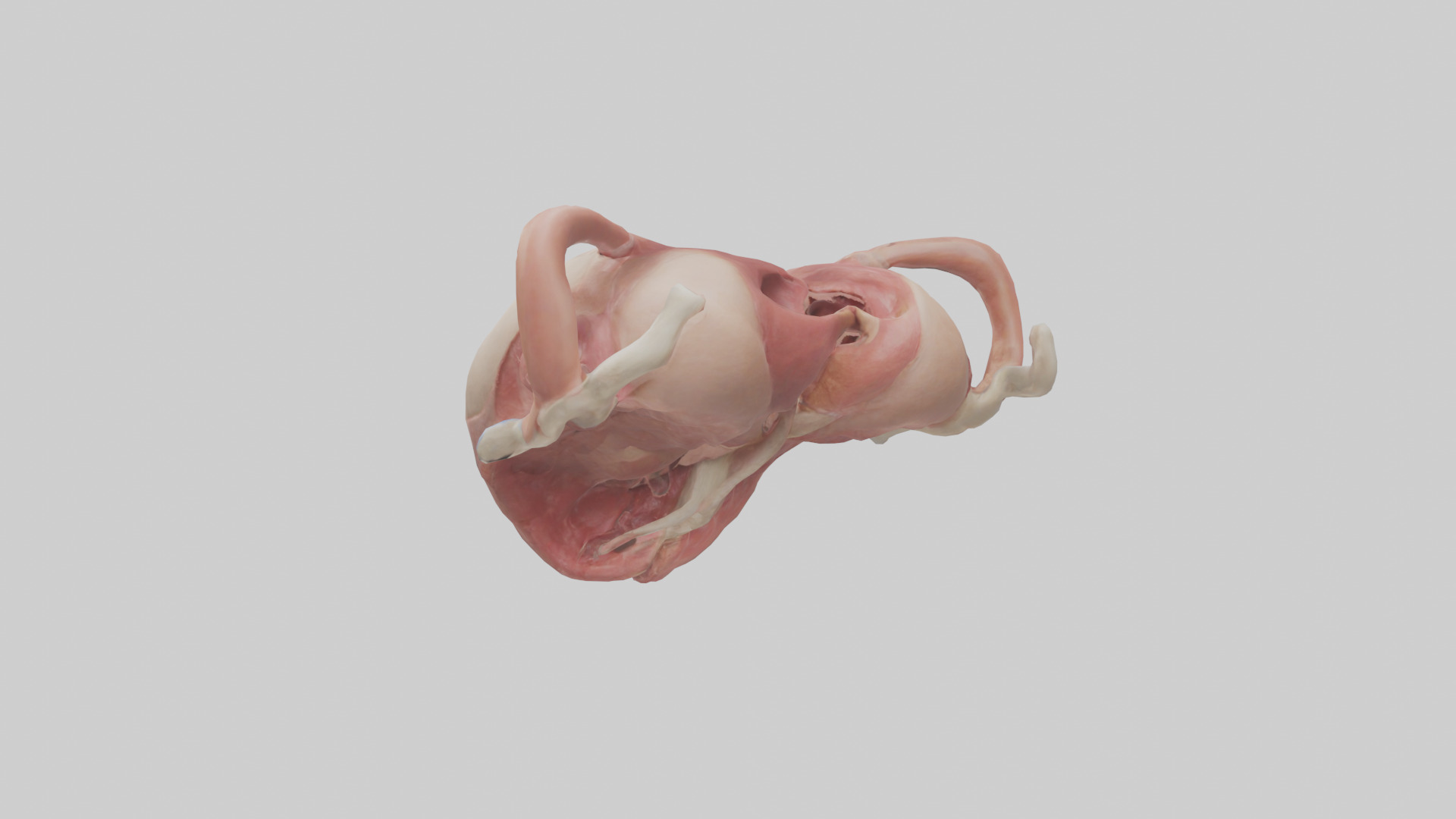 Human Uterus Model 2 Low-poly 3D model_1