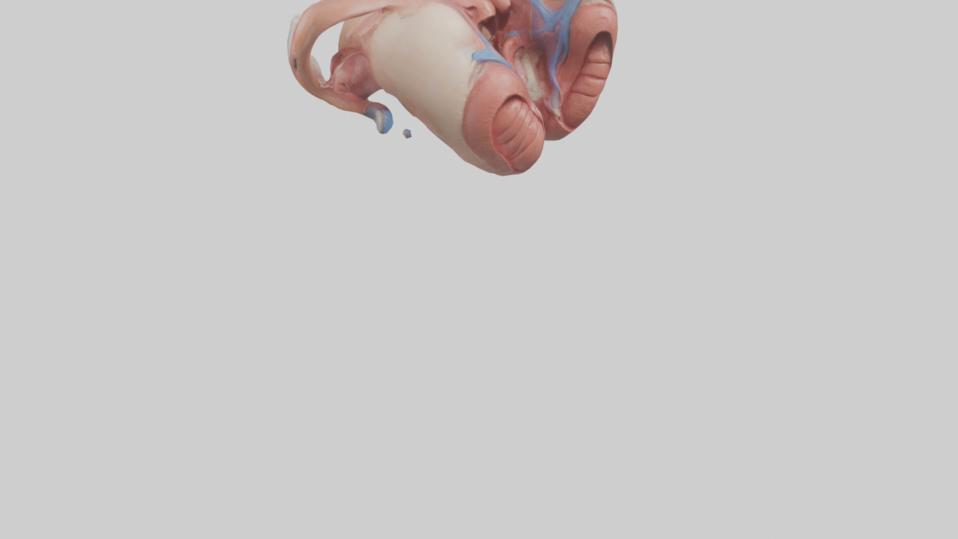 Human Uterus Model 2 Low-poly 3D model_6
