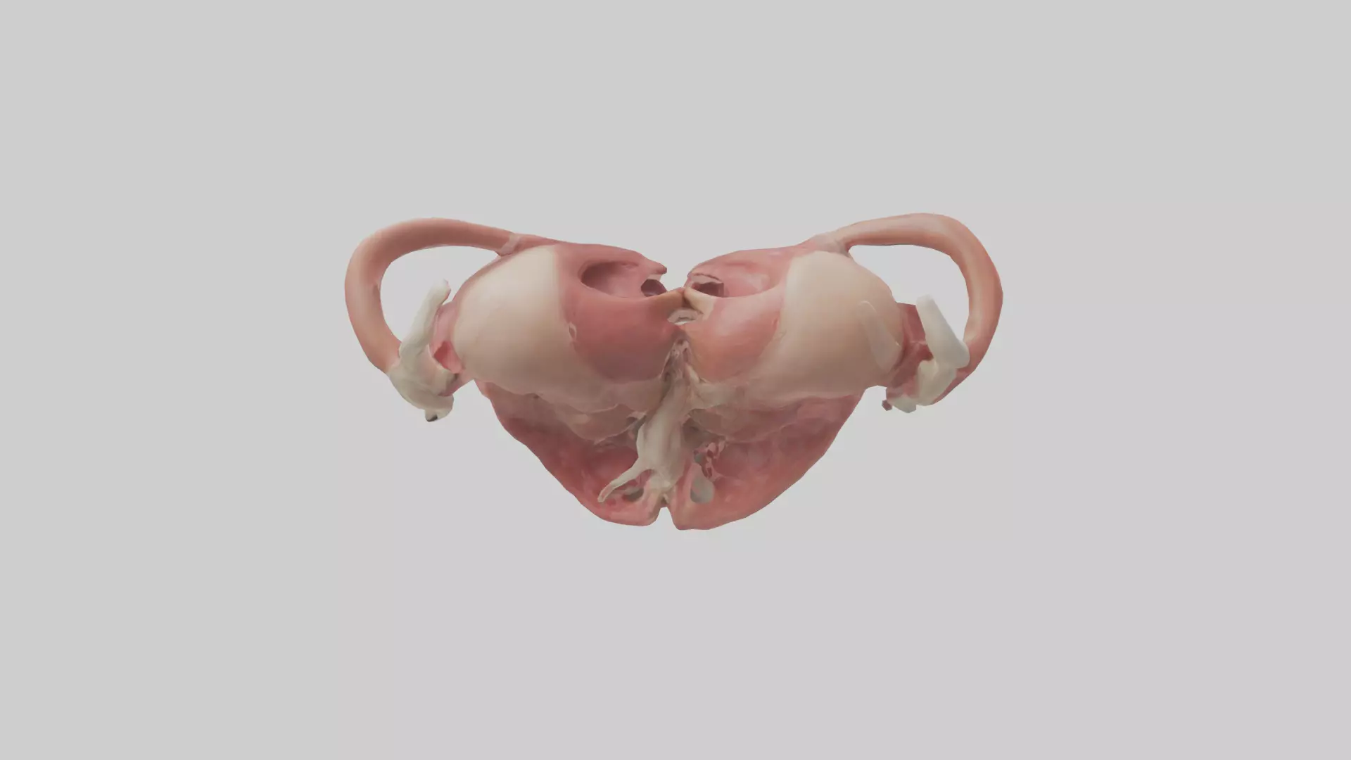 Human Uterus Model 2 Low-poly 3D model_0