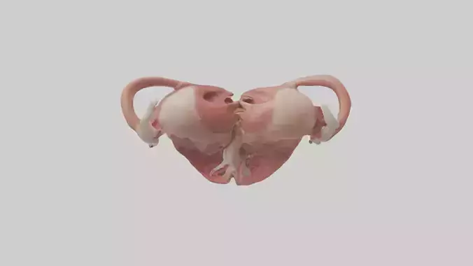 Human Uterus Model 2 Low-poly 3D model